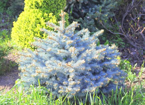 Декоративные деревья для сада. Какие красивые декоративные деревья посадить на участке, вдоль забора и перед домом?