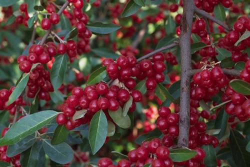 Дикорастущие кустарники урала. Кустарники России