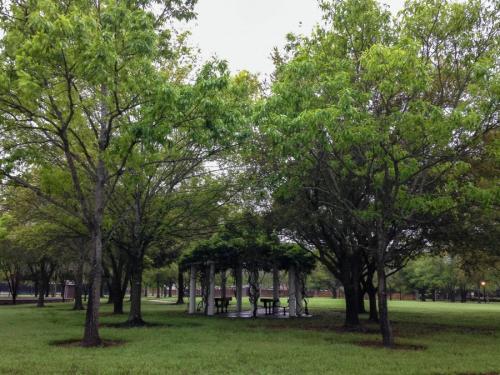 Красивые деревья для двора. Деревья возле дома — виды которые можно и нельзя сажать. 100 фото лучших вариантов для посадки