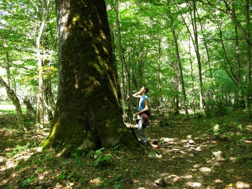 Дикорастущие кустарники средней полосы России. Кустарники России 01