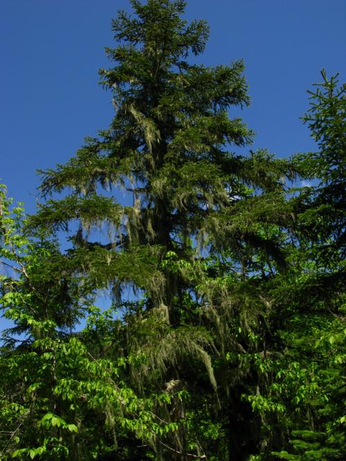 Дикорастущие кустарники средней полосы России. Кустарники России 03