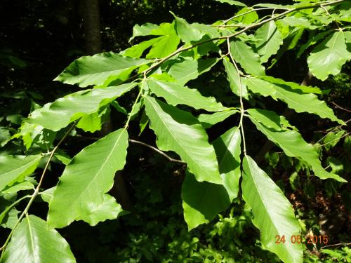 Дикорастущие кустарники средней полосы России. Кустарники России 02