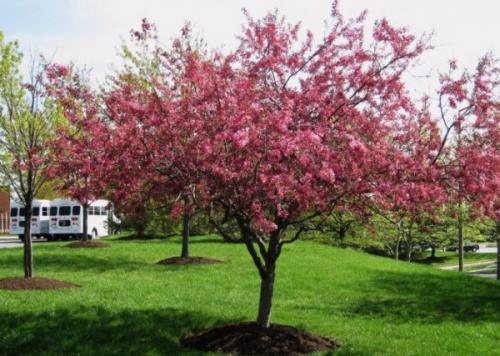 Декоративные деревья для сада. Какие красивые декоративные деревья посадить на участке, вдоль забора и перед домом?