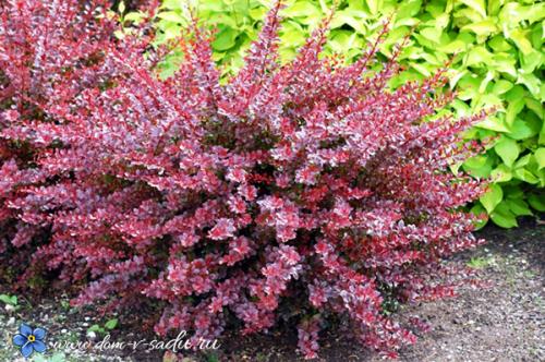 Самые красивые зимостойкие кустарники-многолетники.. Тенелюбивые кустарники для сада