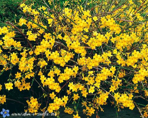 Самые красивые зимостойкие кустарники-многолетники.. Тенелюбивые кустарники для сада