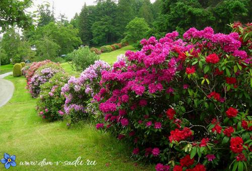 Самые красивые зимостойкие кустарники-многолетники.. Тенелюбивые кустарники для сада
