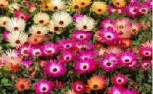 Кустарники цветущие в августе. Быстрорастущие кустарники