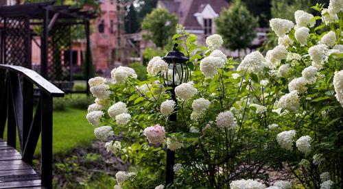 Декоративные кустарники для средней полосы России. Зимостойкие виды и сорта декоративных кустарников для выращивания в средней полосе России 04