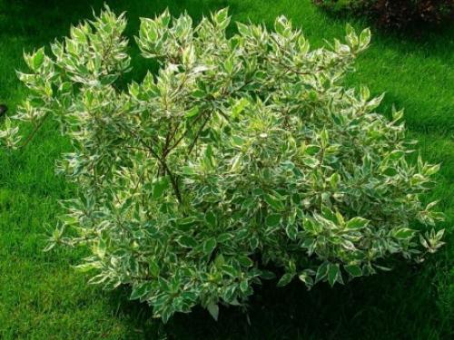 Декоративные кустарники для средней полосы России. Зимостойкие виды и сорта декоративных кустарников для выращивания в средней полосе России 01