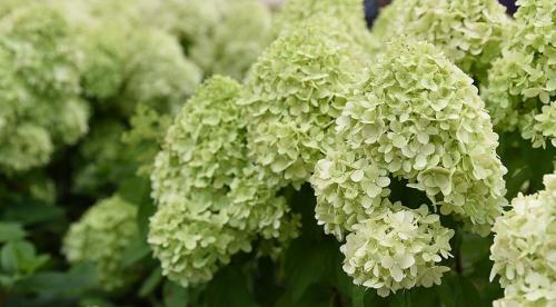 Декоративные кустарники для средней полосы России. Зимостойкие виды и сорта декоративных кустарников для выращивания в средней полосе России 05