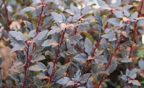 Декоративные кустарники для средней полосы России. Зимостойкие виды и сорта декоративных кустарников для выращивания в средней полосе России 03