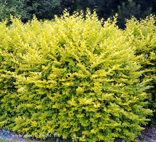 Самые красивые зимостойкие кустарники-многолетники.. Тенелюбивые кустарники для сада