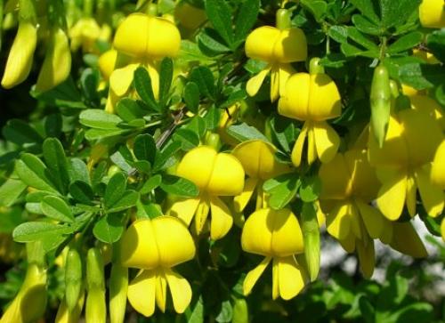 Декоративные кустарники для средней полосы России. Зимостойкие виды и сорта декоративных кустарников для выращивания в средней полосе России 02