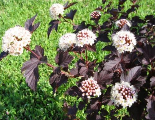 Кустарники цветущие в августе. Быстрорастущие кустарники