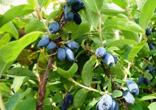 Кустарники цветущие в августе. Быстрорастущие кустарники