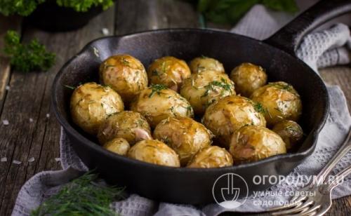 Картофель удача. Характеристики клубней