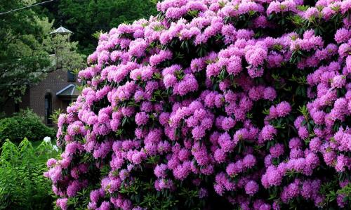 Кустарники виды. Красивые многолетние кустарники для декора сада