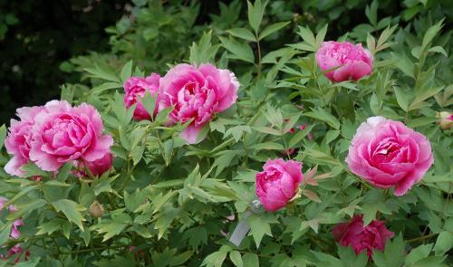 Кустарники виды. Красивые многолетние кустарники для декора сада