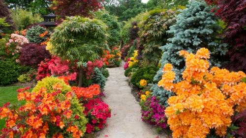 Кустарники виды. Красивые многолетние кустарники для декора сада