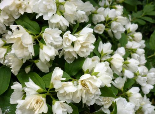 Кустарники виды. Красивые многолетние кустарники для декора сада