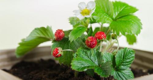 Можно ли выращивать самые сладкие сорта клубники в домашних условиях. Сорта клубники для выращивания на подоконнике