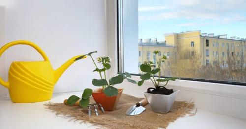 Можно ли выращивать самые сладкие сорта клубники в домашних условиях. Сорта клубники для выращивания на подоконнике