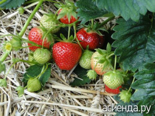 Какие факторы влияют на сладость клубники. Секреты выращивания сладкой клубники