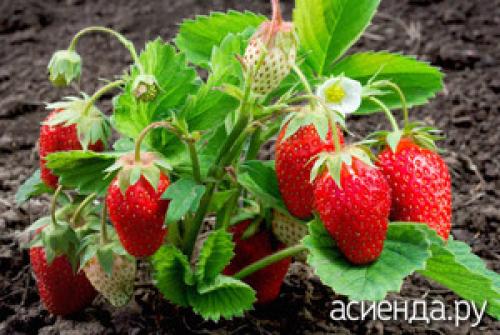 Какие факторы влияют на сладость клубники. Секреты выращивания сладкой клубники