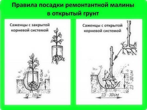 Успешный опыт выращивания клубники сорта 'Полка' в моем саду 05 Успешный опыт выращивания клубники сорта 'Полка' в моем саду 05