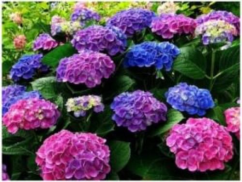 Кустарники цветущие все лето. Виды и особенности кустарников, цветущих все лето