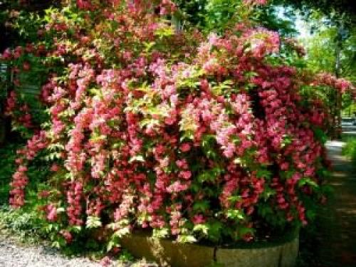 Кустарники цветущие все лето. Виды и особенности кустарников, цветущих все лето