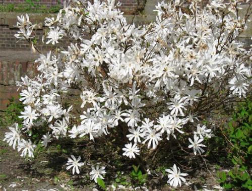 Цветущие кустарники для сада. Цветущие кустарники для дачи – весенний период