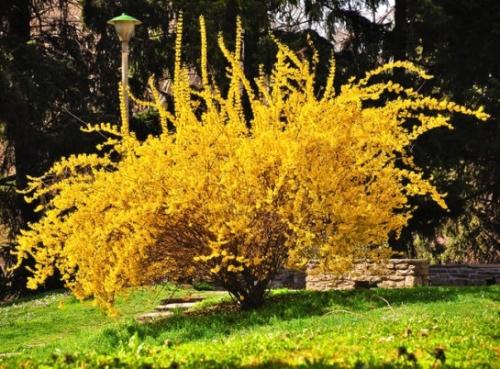 Цветущие кустарники для сада. Цветущие кустарники для дачи – весенний период