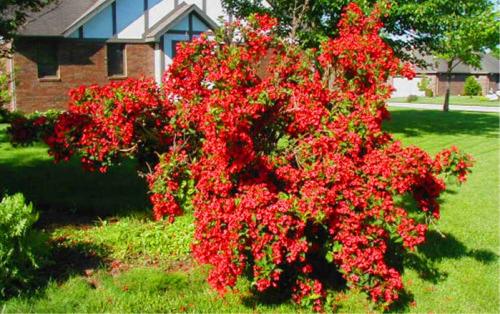 Морозостойкие декоративные кустарники для сада. Критерии выбора подходящего сорта