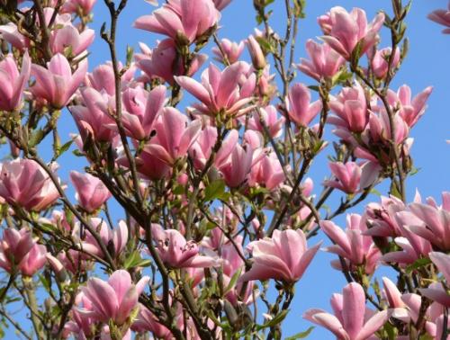 Цветущие кустарники для сада. Цветущие кустарники для дачи – весенний период