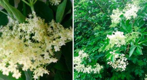 Морозостойкие декоративные кустарники для сада. Критерии выбора подходящего сорта