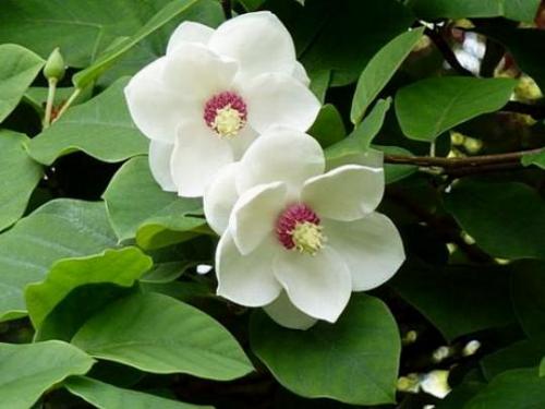 Цветущие кустарники для сада. Цветущие кустарники для дачи – весенний период