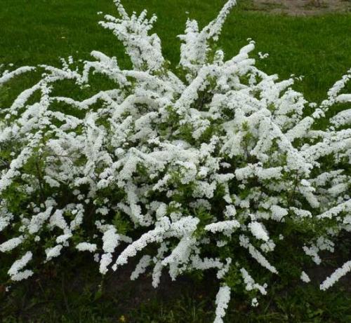 Цветущие кустарники для сада. Цветущие кустарники для дачи – весенний период