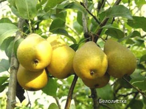 Сорта груши с фото и описанием: летние, осенние, зимние