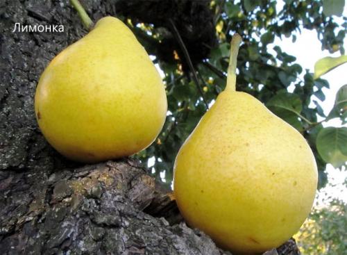 Сорта груши с фото и описанием: летние, осенние, зимние