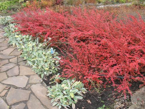 Низкорослые декоративные кустарники. Декоративные кустарники