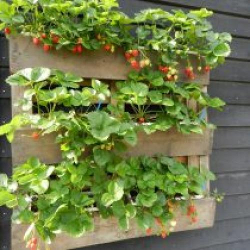 Можно ли выращивать Полку в контейнерах. Все начинается с малого