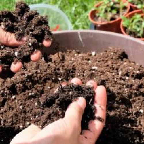 Можно ли выращивать Полку в контейнерах. Все начинается с малого