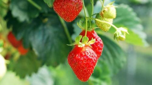 Можно ли выращивать землюнику сорта 'Полка' вместе с другими сортами. Можно ли сажать рядом с клубникой другие сорта и землянику?