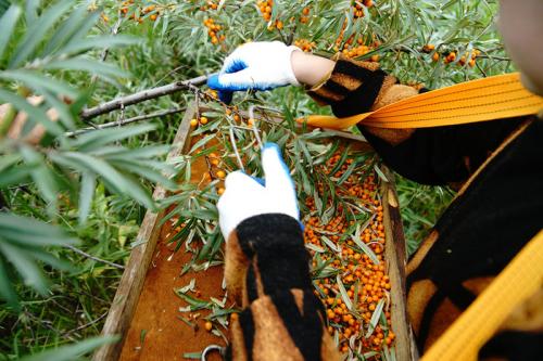 Как собирать ягоды Полки правильно. Инструкция, как быстро собирать и выбирать облепиху