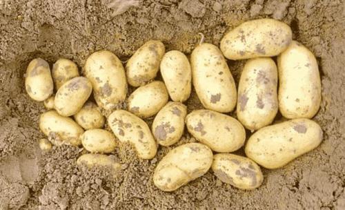 Когда убирать картофель Королева Анна. Королева Анна картофель – описание сорта, характеристика, отзывы и фото