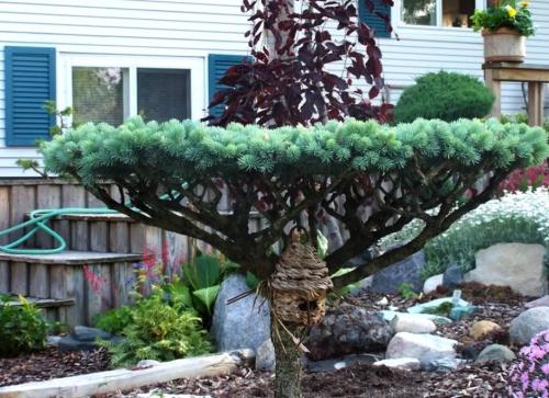 Деревья с зонтичной кроной. Поделиться: