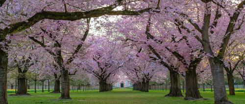 Декоративные деревья для сада. Какие красивые декоративные деревья посадить на участке, вдоль забора и перед домом?