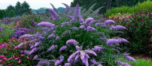 Красиво цветущие кустарники. Декоративные кустарники для дачи: 26 цветущих против 12 лиственных