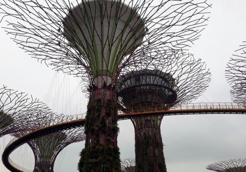 Деревья с зонтичной кроной. Поделиться: